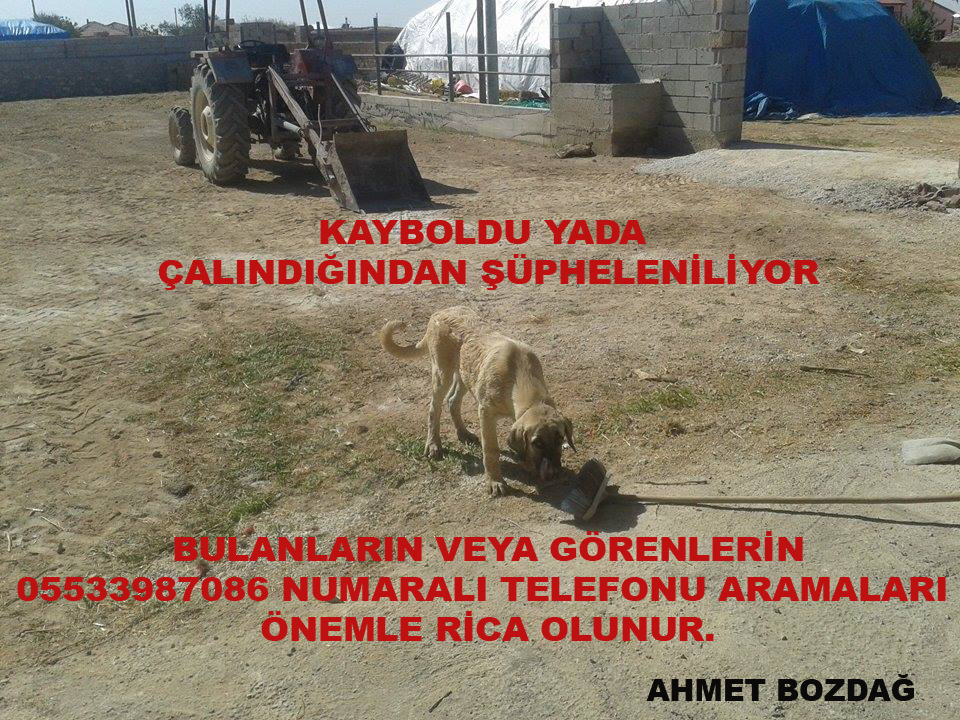 Köpek aranıyor “kayboldu yada çalındığından şüpheleniliyor”