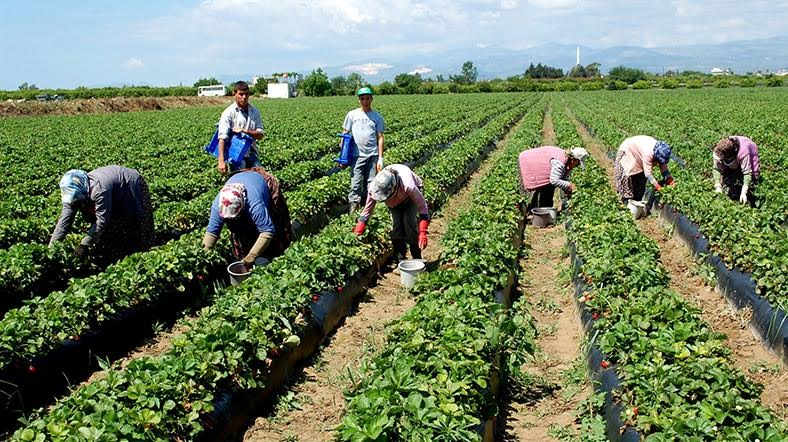 Tarımsal Sektörde Kariyer Planlamasının Önemi